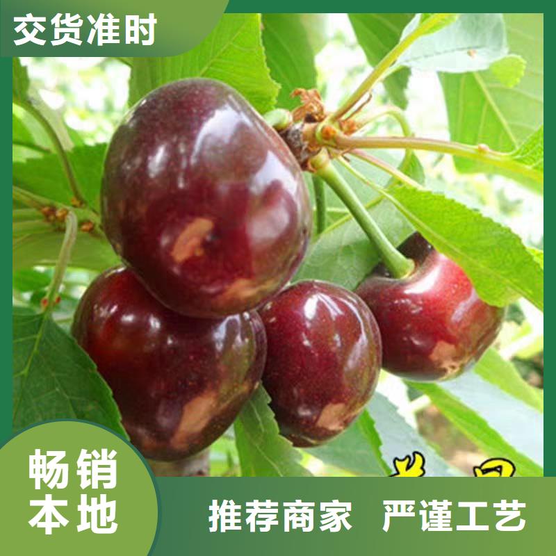矮化大樱桃树苗批发价格