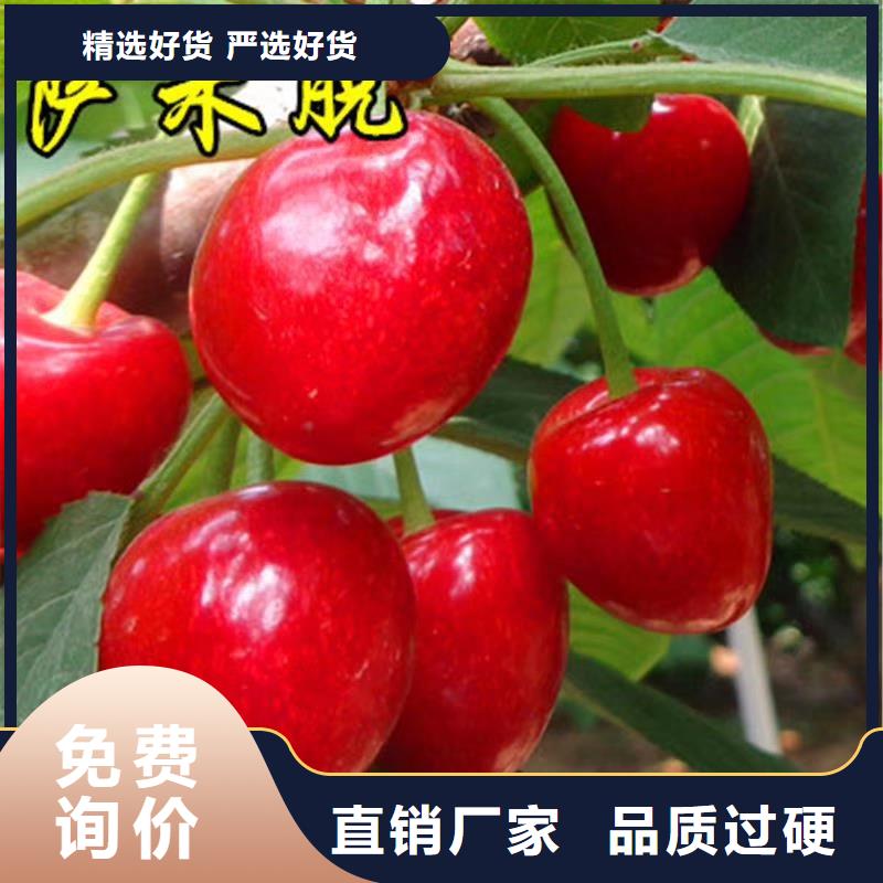 矮化大樱桃树苗量大从优