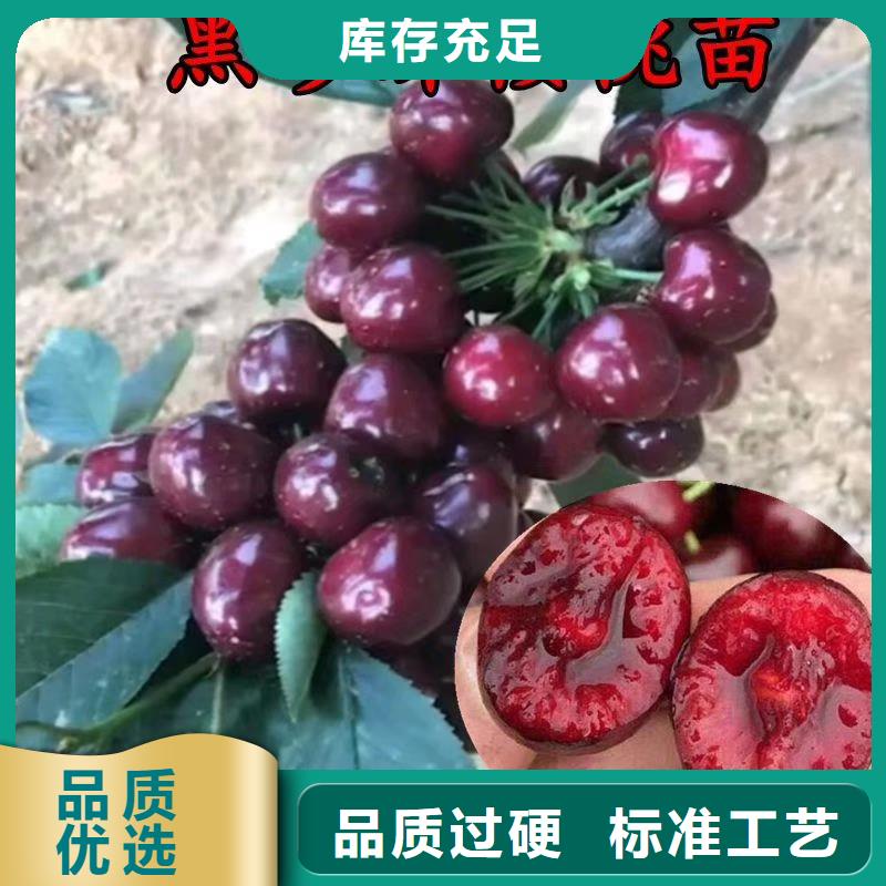 矮化车厘子树苗基地直销