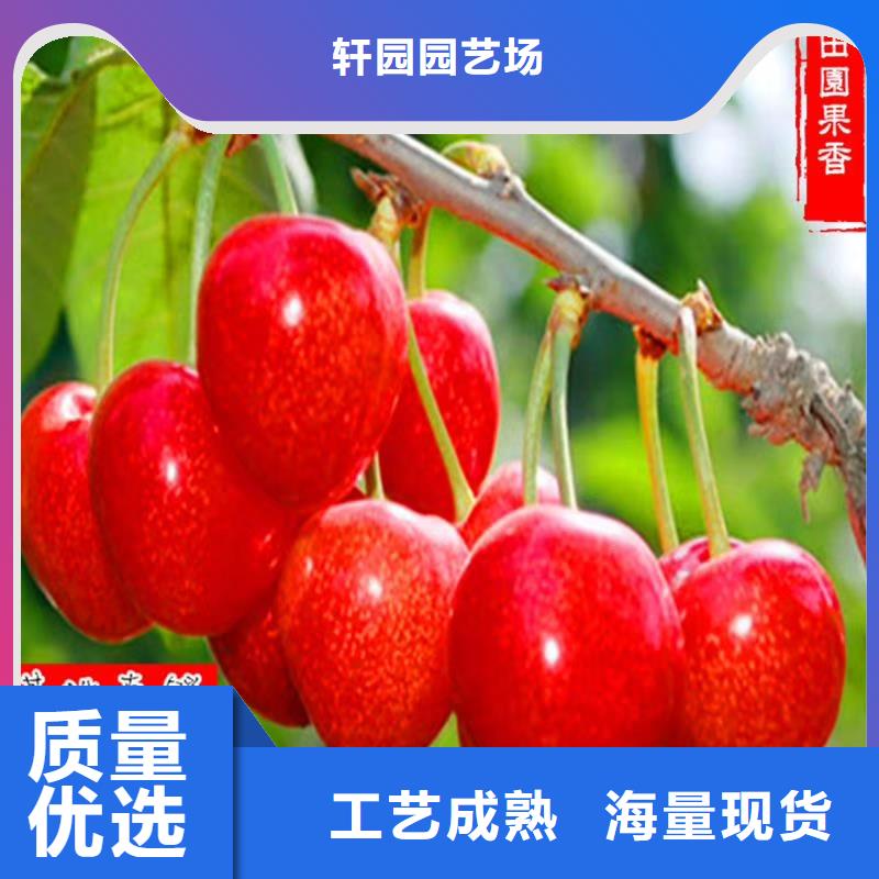 樱桃-苹果苗厂家直销货源充足