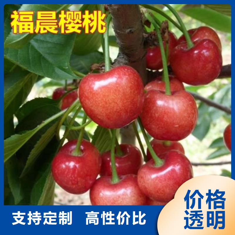大樱桃树苗种植管理技术
