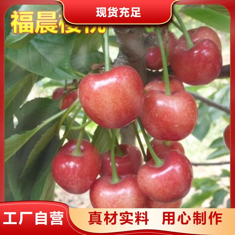 大樱桃树苗全国发货