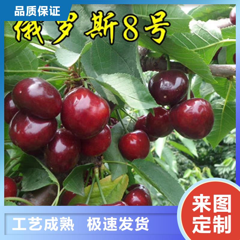 樱桃-苹果苗厂家直销货源充足