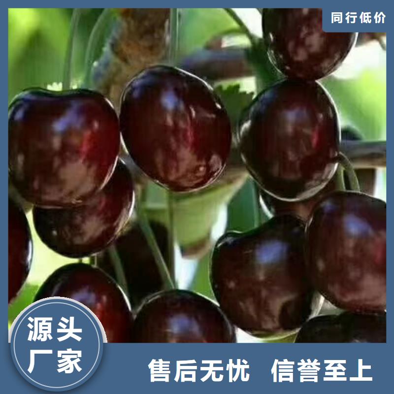 大樱桃树苗全国发货