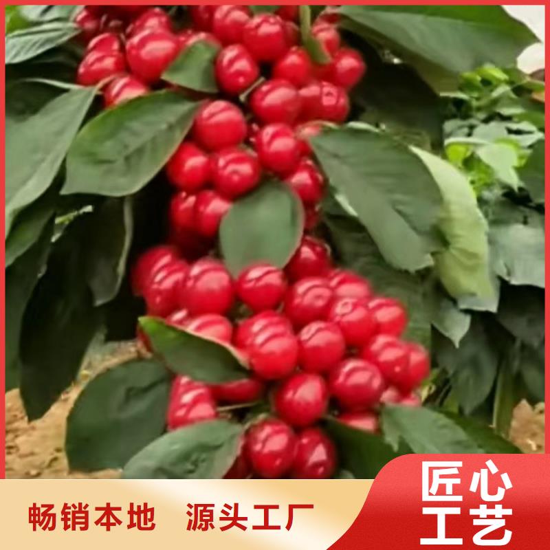 矮化车厘子苗根系发达