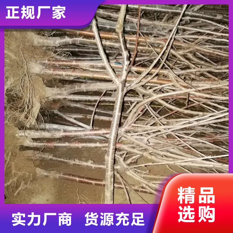 【樱桃】苹果苗实力厂家