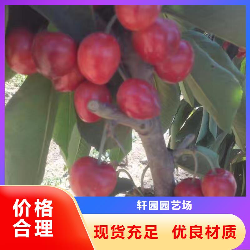 矮化车厘子树苗什么时间移栽