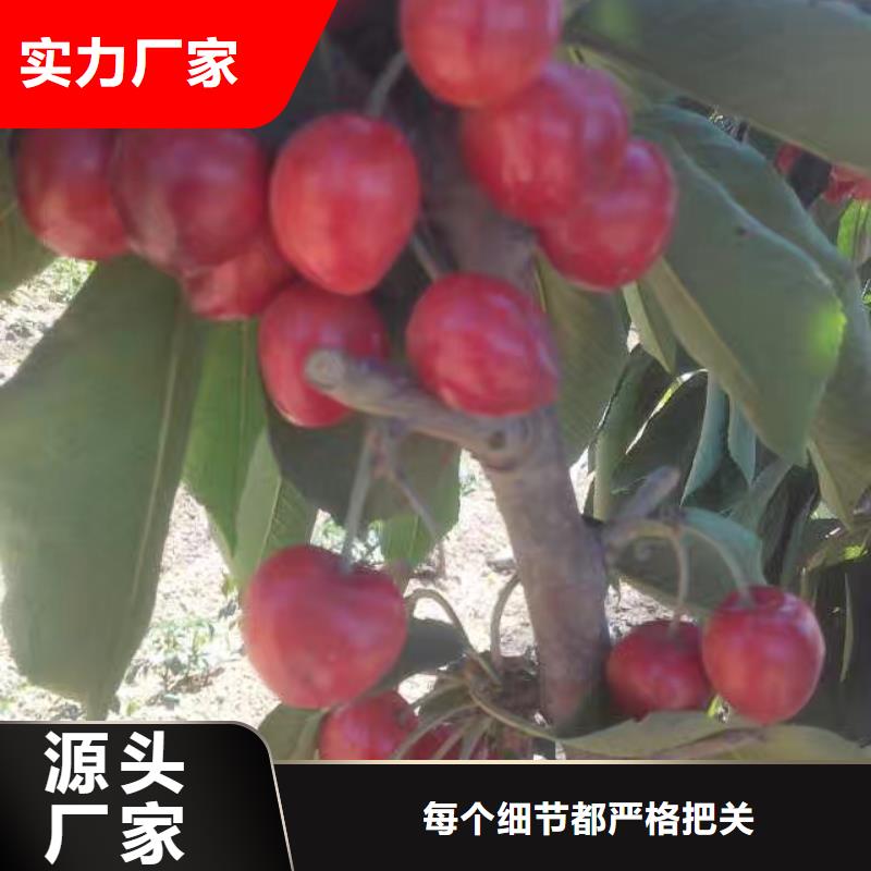 樱桃-苹果苗厂家直销货源充足