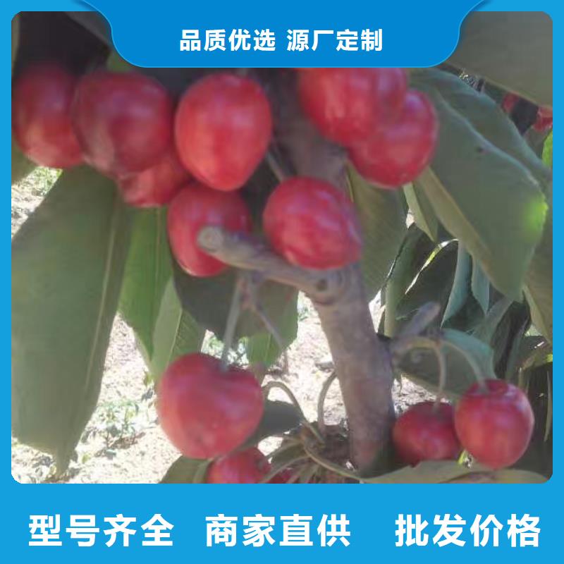 樱桃树苗根系发达