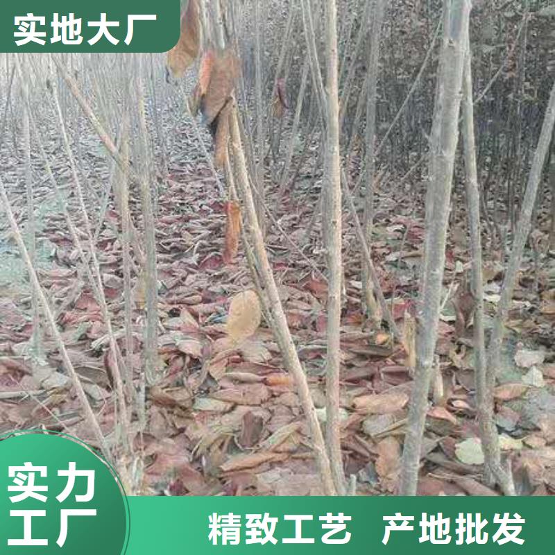 矮化车厘子树苗基地直销