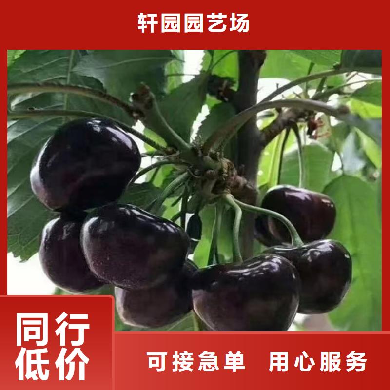 矮化大樱桃树苗批发价格