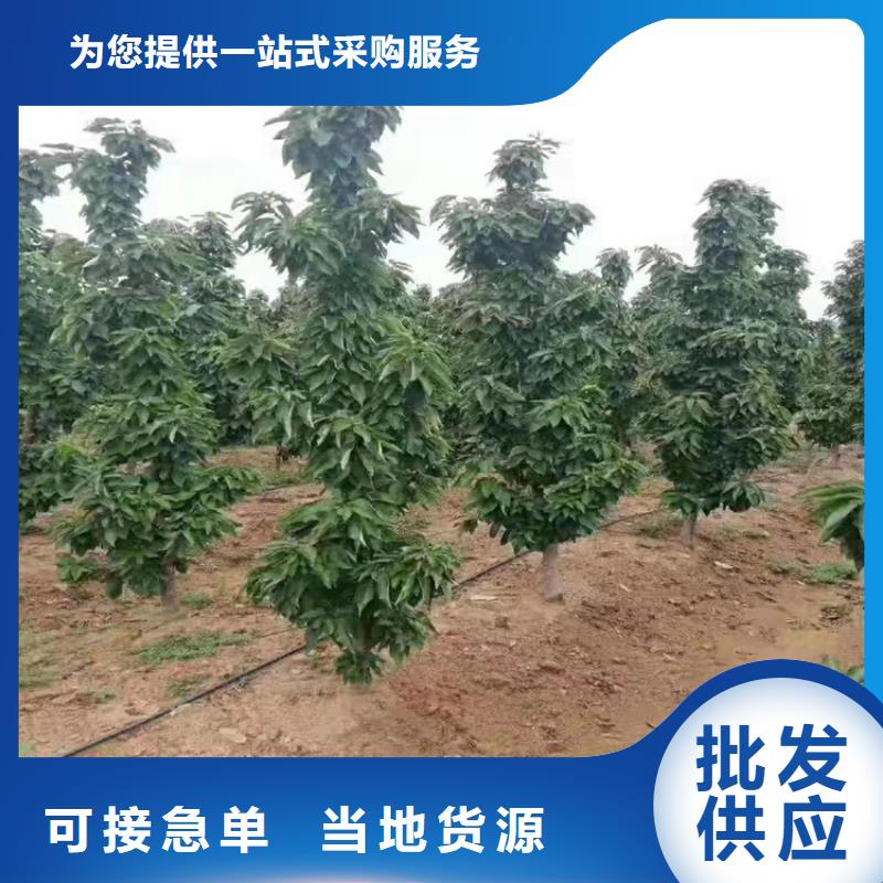 樱桃-苹果苗厂家直销货源充足