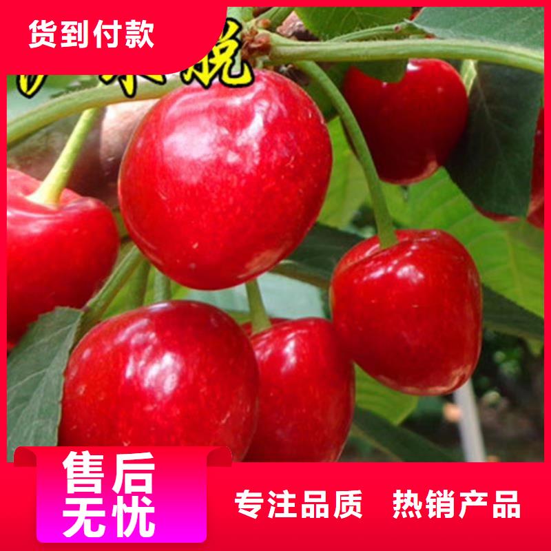 一根棍樱桃树苗全国发货