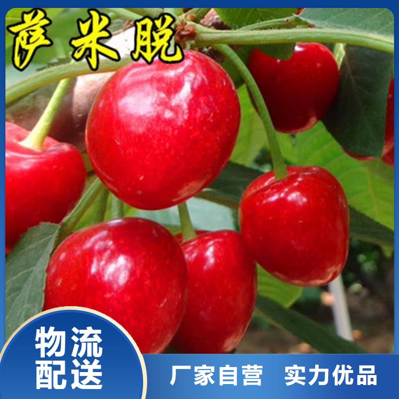 大樱桃树苗全国发货