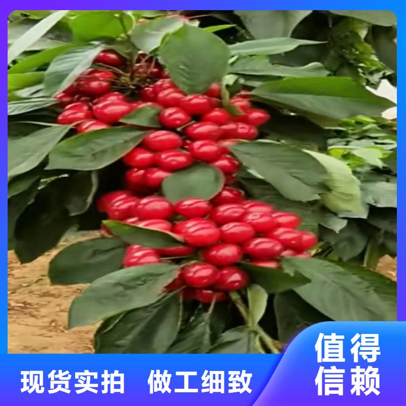 大樱桃树苗育苗基地