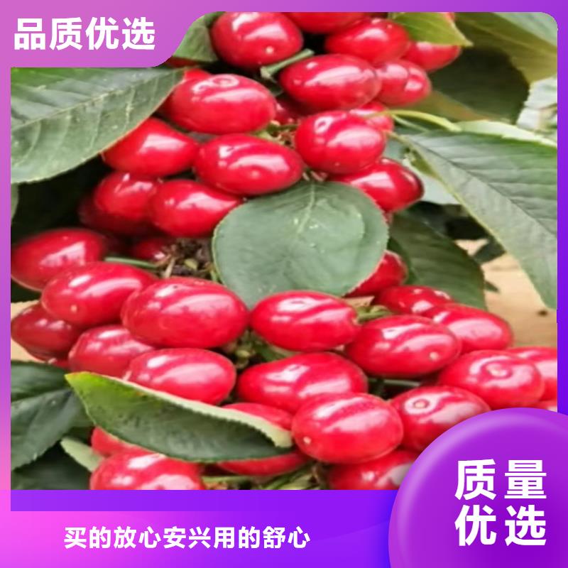 车厘子量多优惠