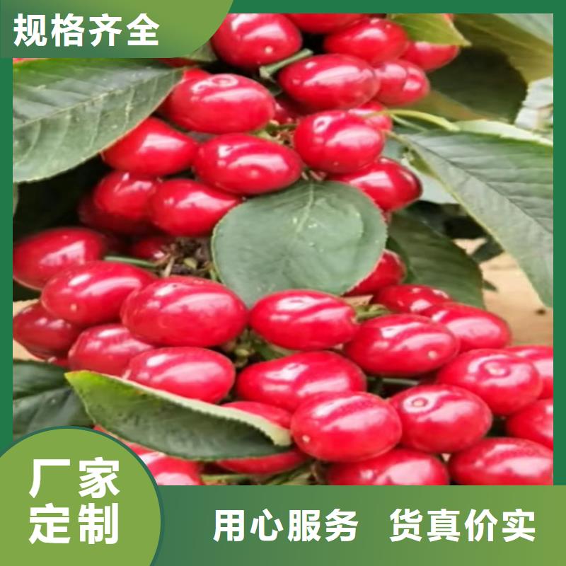 矮化大樱桃树苗批发价格