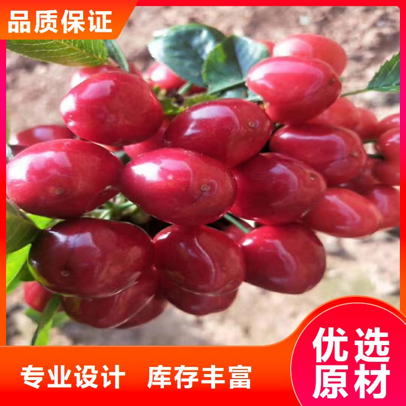 矮化车厘子树苗全国发货