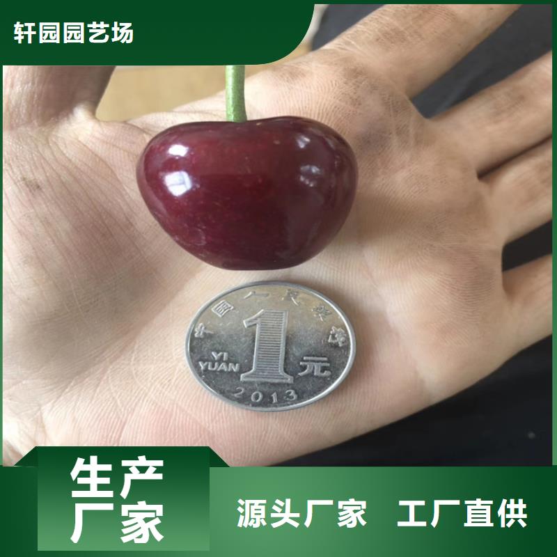 樱桃-苹果苗厂家直销货源充足