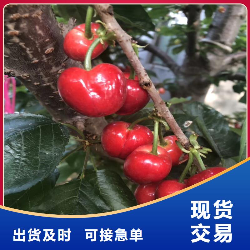 车厘子量多优惠