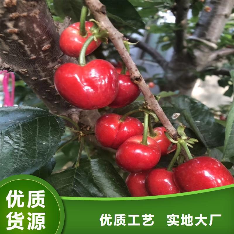 奇早樱桃苗种植技术