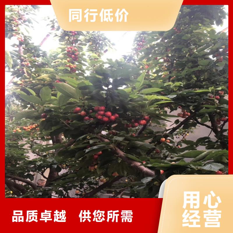 矮化大樱桃树苗批发价格
