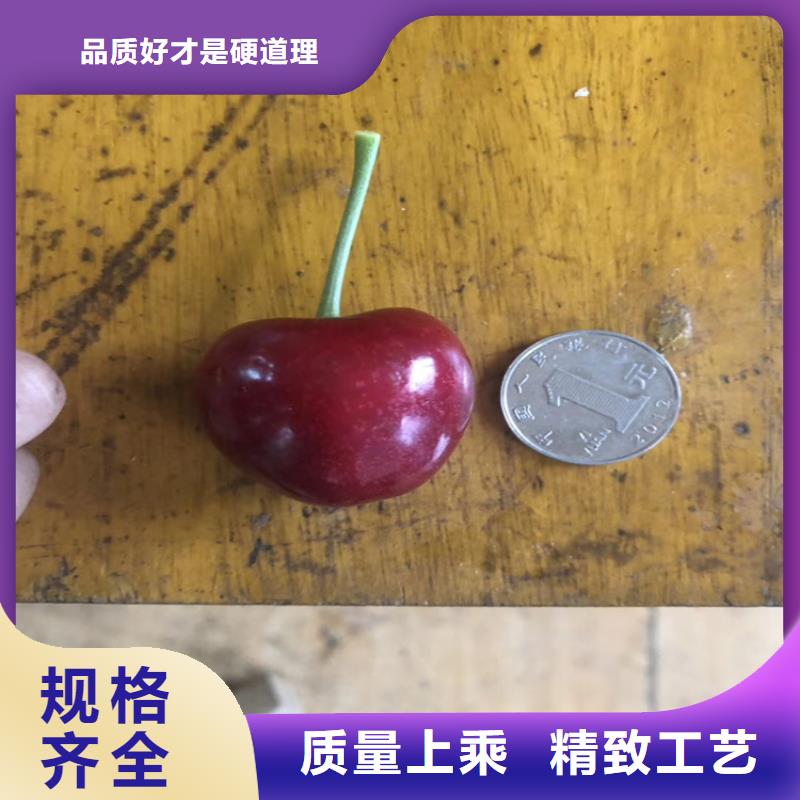 大樱桃树苗全国发货