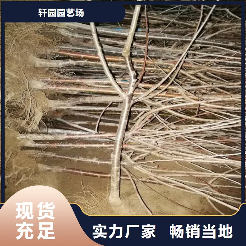 矮化大樱桃树苗量多优惠