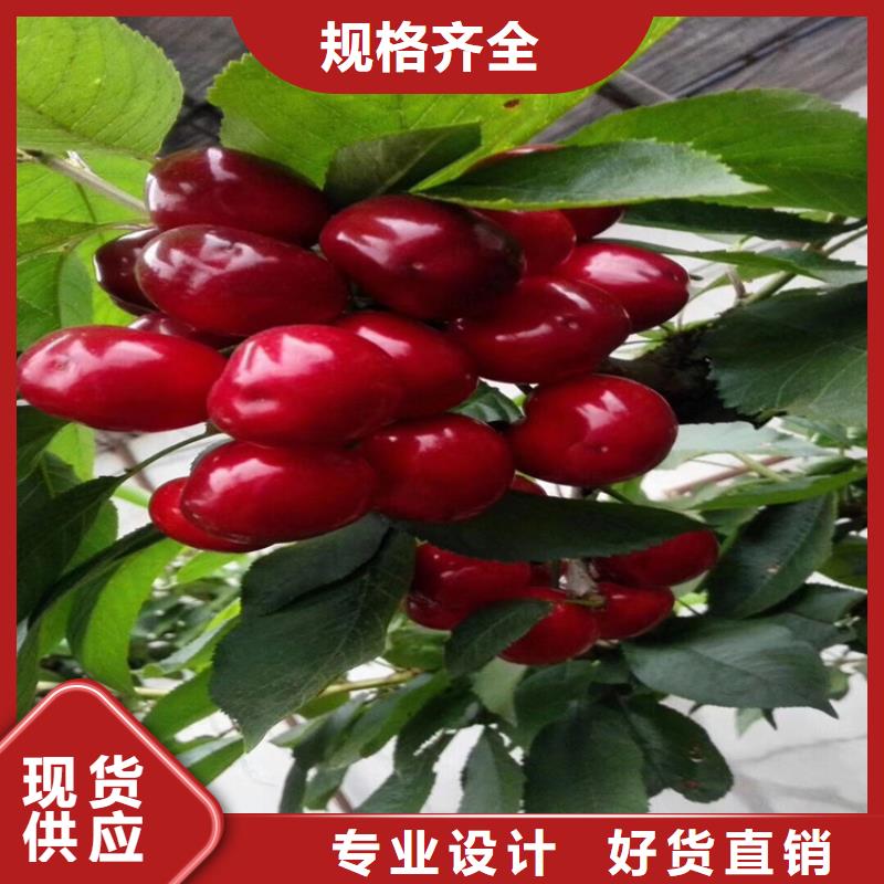矮化车厘子苗根系发达