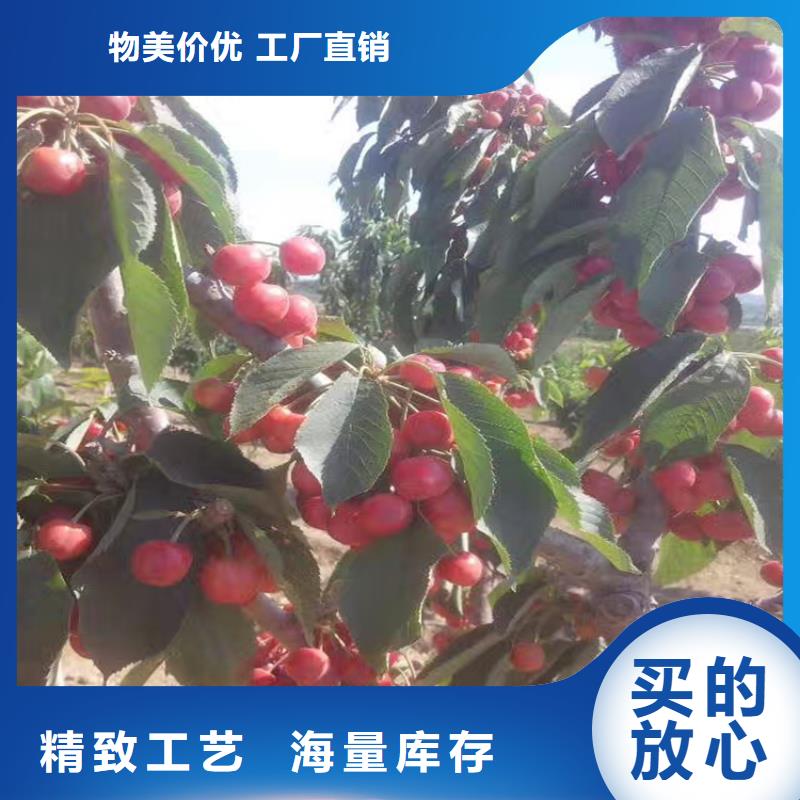 矮化车厘子苗根系发达
