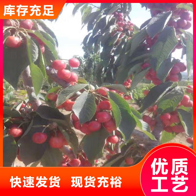 车厘子苗成活率高