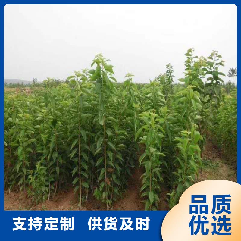一根棍樱桃树苗基地直销