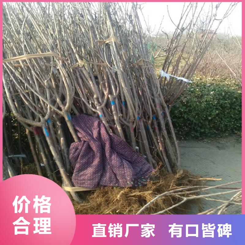 大樱桃树苗育苗基地
