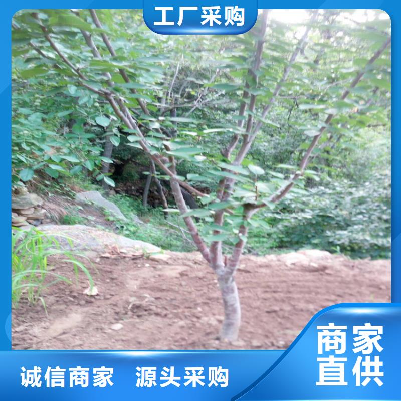 樱桃奶油草莓一致好评产品
