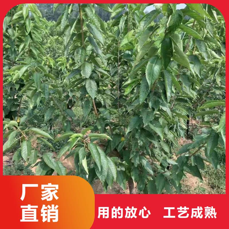 一根棍樱桃树苗基地直销