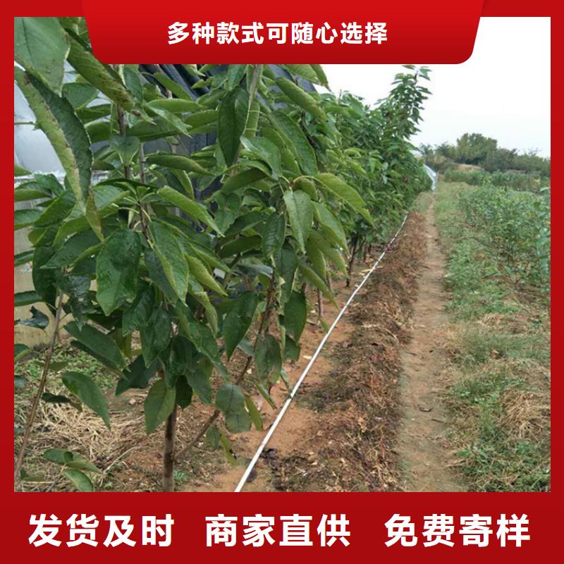 车厘子量多优惠