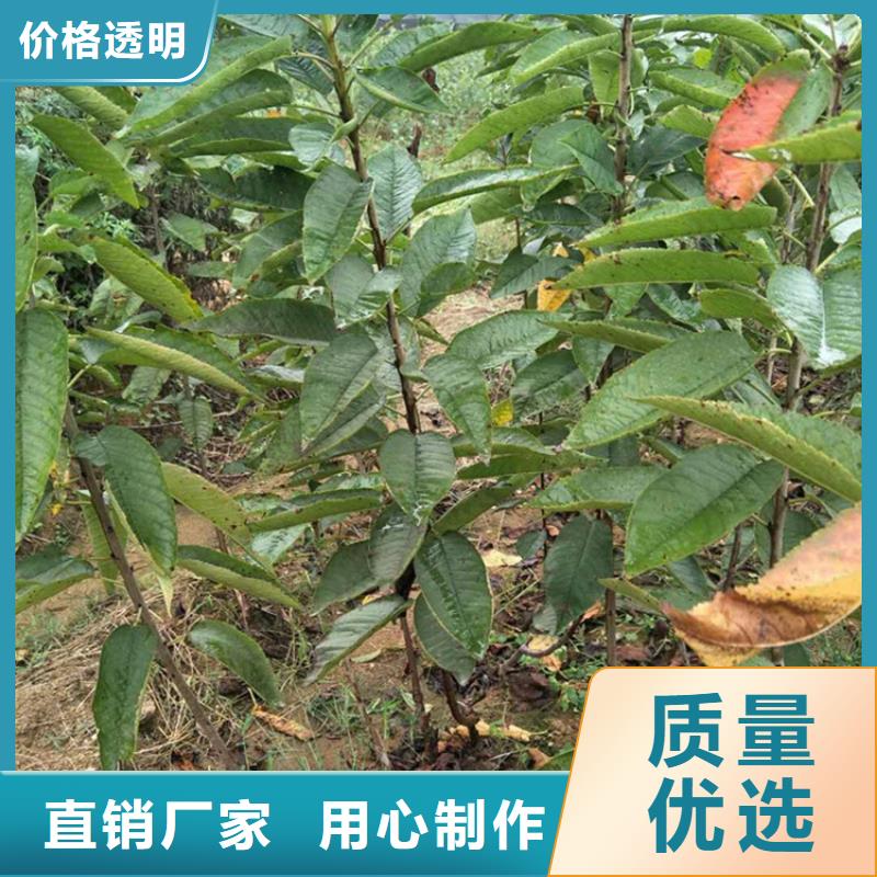 樱桃-苹果苗厂家直销货源充足