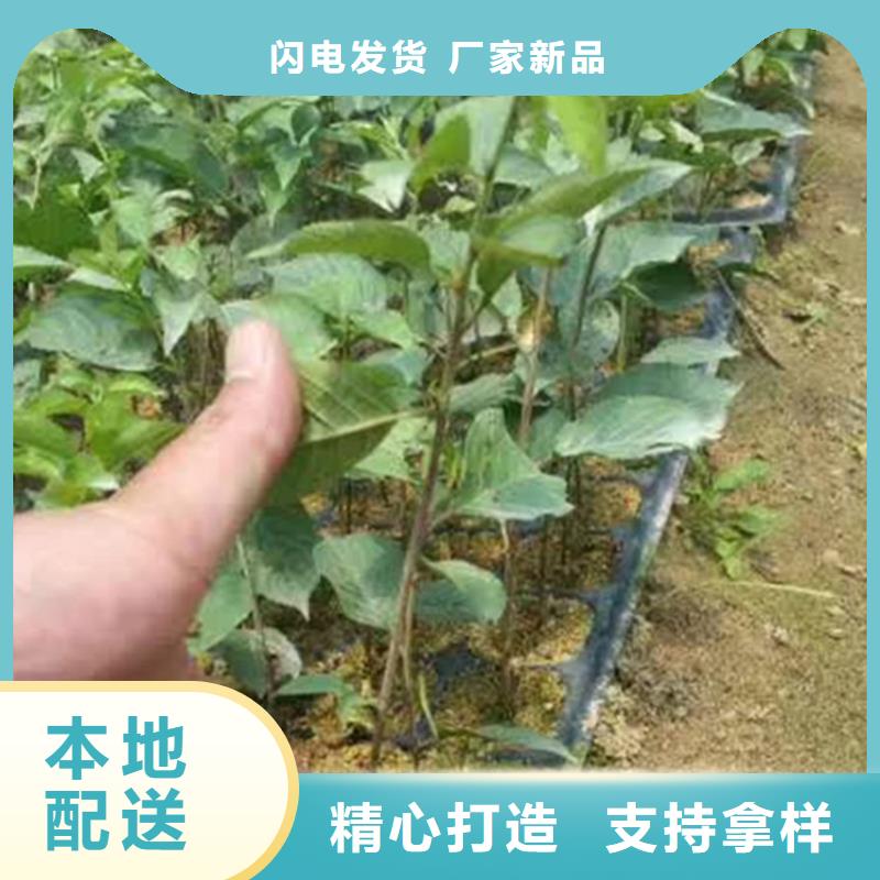 矮化车厘子树苗采摘园