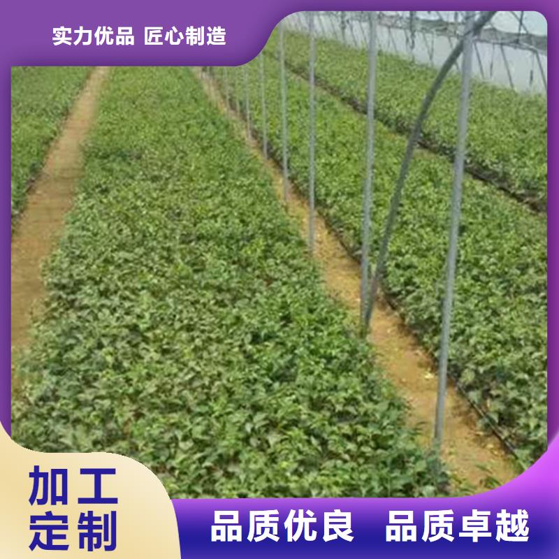 樱桃-苹果苗厂家直销货源充足