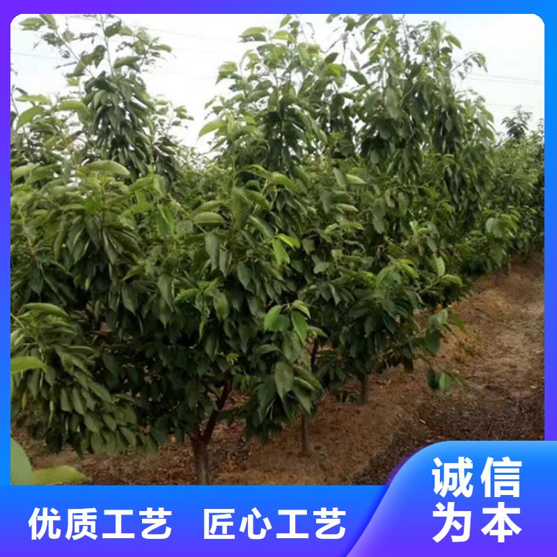 大樱桃树苗全国发货