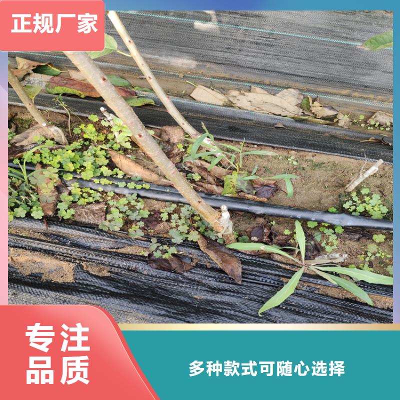 大樱桃苗适合种植地区