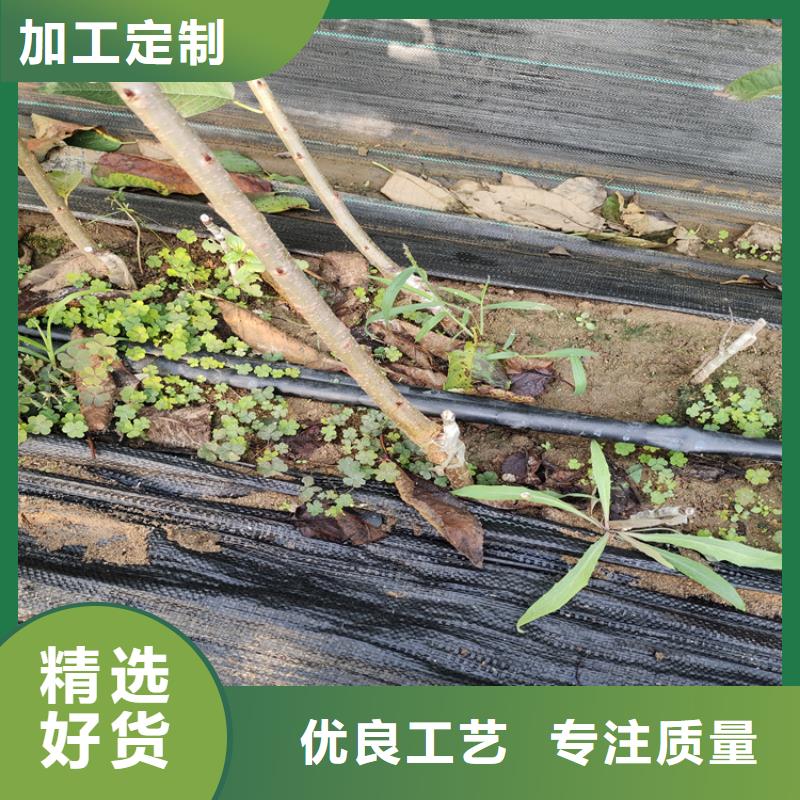 大樱桃树苗育苗基地