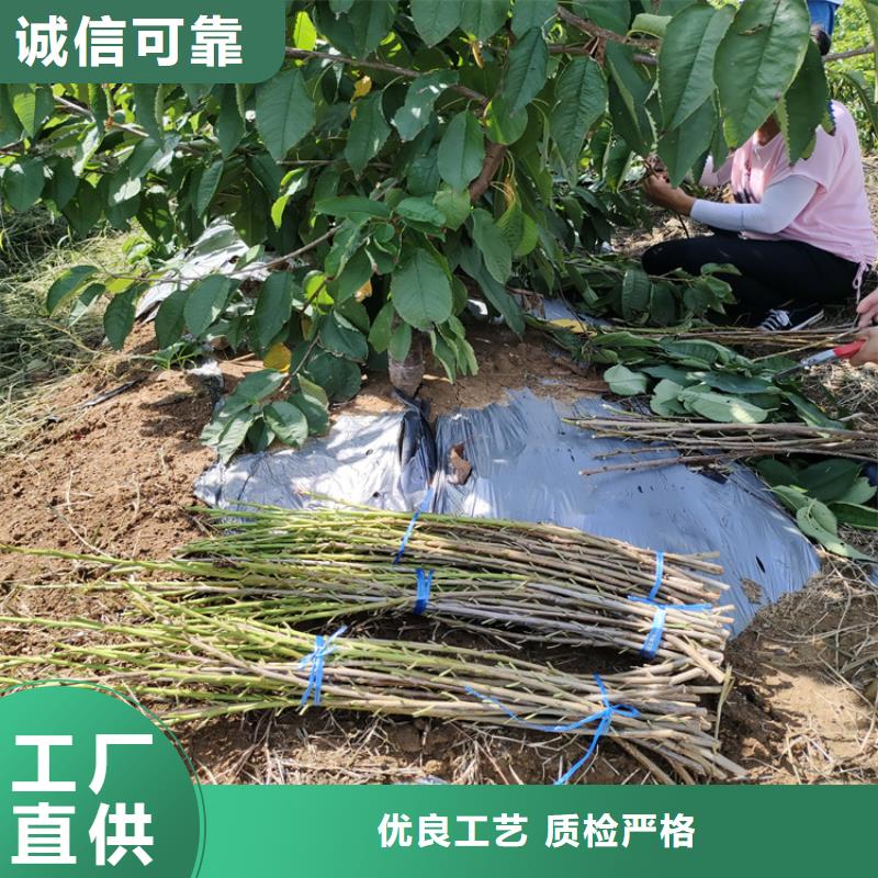 一根棍樱桃树苗基地直销