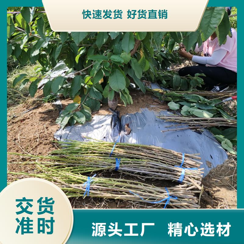 矮化车厘子苗根系发达