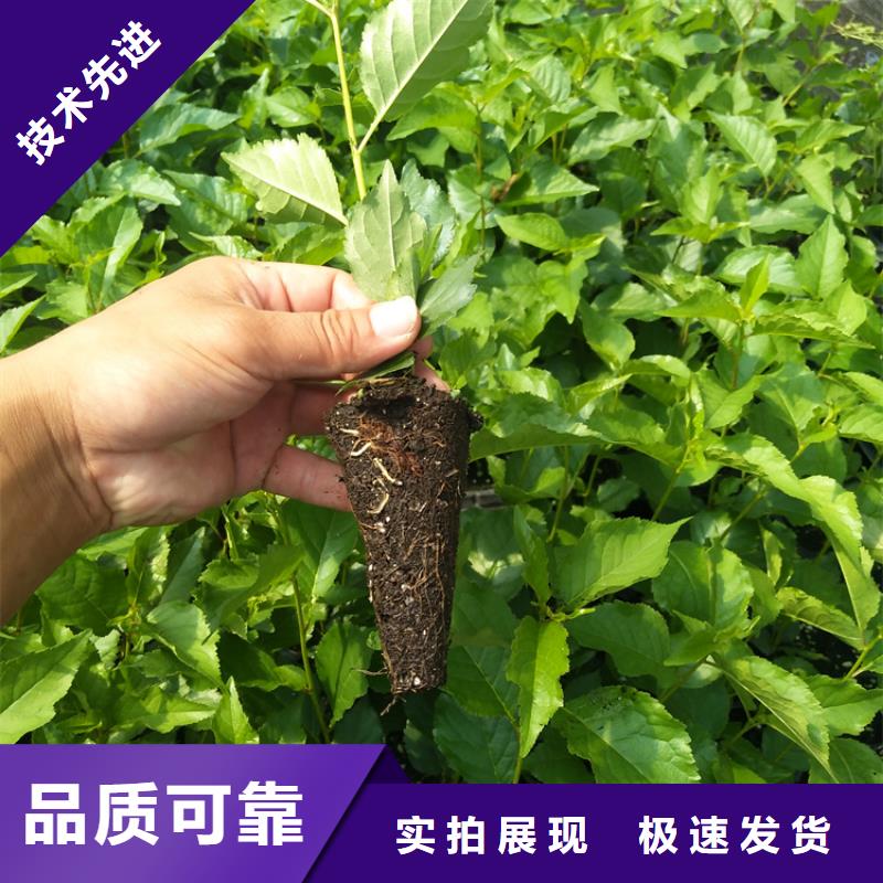 奇早樱桃苗种植技术