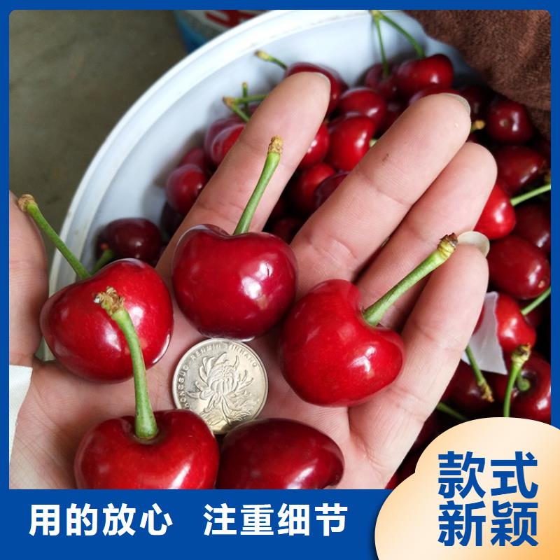 车厘子苗成活率高