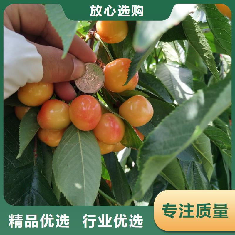 矮化车厘子苗育苗基地