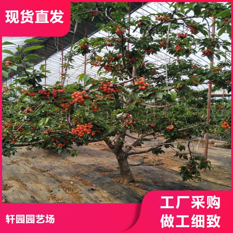 矮化车厘子树苗什么时间移栽