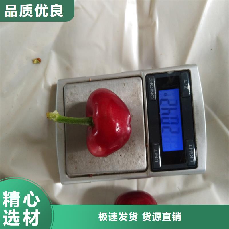 矮化车厘子苗根系发达