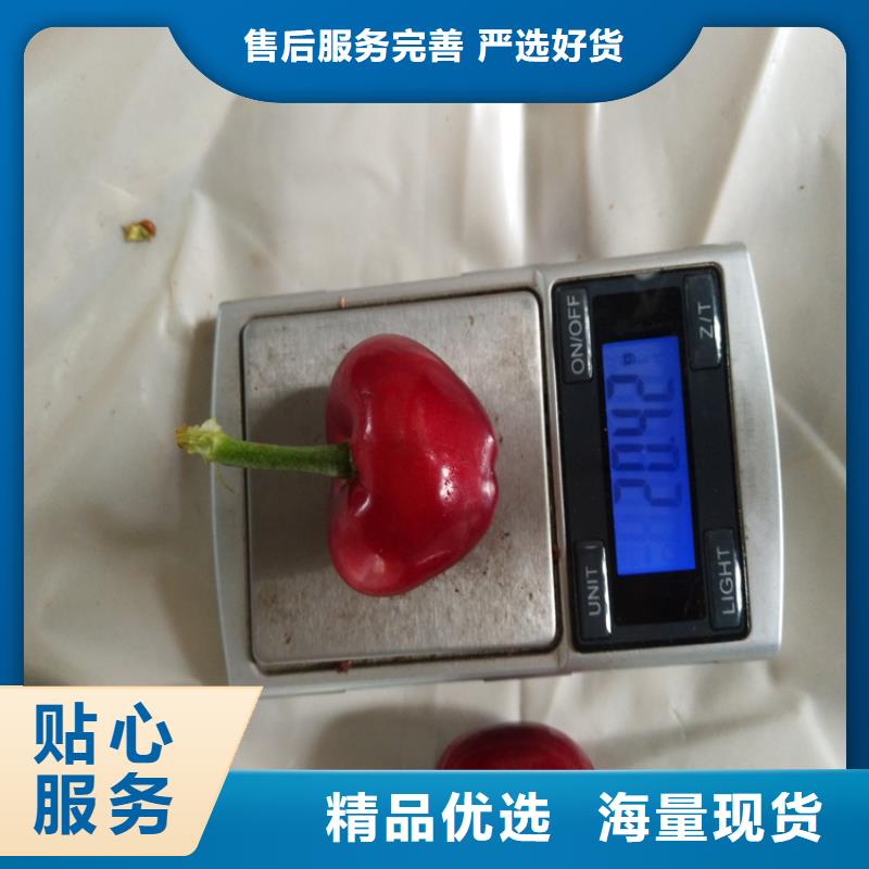 矮化车厘子树苗基地直销